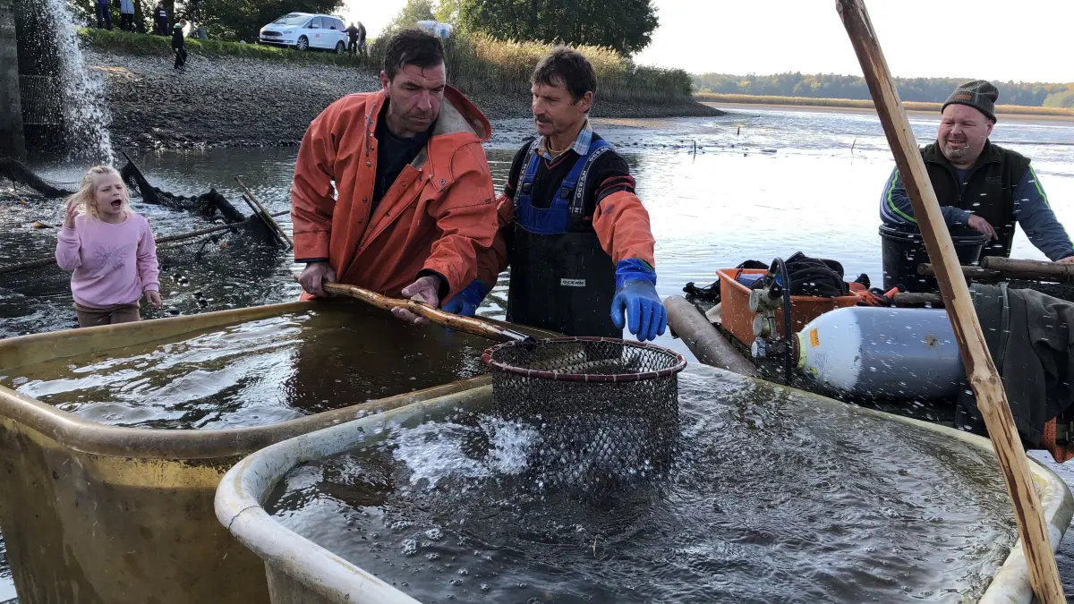 Die Fischerei an den Teichen der Blumberger Mühle bei Angermünde ist körperliche Schwerstarbeit. Besucher können das hautnah miterleben.