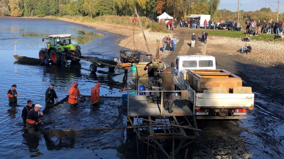Abfischen in Angermünde: Die Karpfenernte an den Blumberger Teichen bei Angermünde ist seit Jahren ein großes öffentliches Spektakel, das auch 2024 Hunderte Besucher aus Brandenburg und Berlin anzog. Hier kann man den Fischern live über die Schulter schauen und hautnah erfahren, wie der Fisch vom Teich auf den Teller kommt.