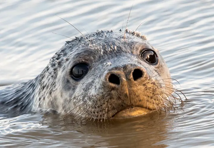 Urlaub an der Ostsee und Nordsee Preise für Kurtaxe, wo es teurer als auf Sylt ist moz.de