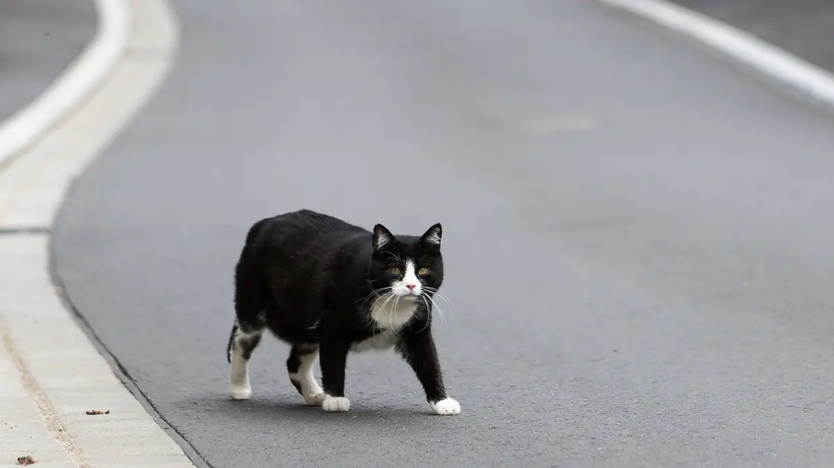 Eine Katze geht über eine Straße. Der Landkreis Kelheim hat den «Katzennotstand» ausgerufen. «Verwilderte und herrenlose Katzen vermehren sich im Landkreis Kelheim zunehmend unkontrolliert», teilte das Landratsamt am Freitag mit. «Hotspots treten regelmäßig verteilt über den gesamten Landkreis auf.» (Zu dpa «Landkreis Kelheim ruft «Katzennotstand» aus») +++ dpa-Bildfunk +++