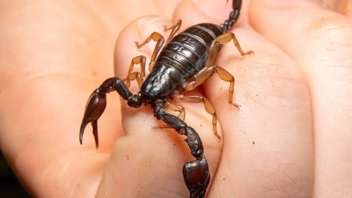 Europäischer Skorpion: PRODUKTION - 22.10.2024, Bayern, München: Ein europäischer Skorpion sitzt in der Reptilien-Auffangstation auf der Hand eines Mitarbeiters. Die Tiere kommen generell in mehreren Europäischen Ländern vor und kommen oft als unbemerkte „Urlaubsmitbringsel“ mit. Manchmal werden sie gleich entdeckt, manchmal (über)leben sie über mehrere Monate in der Umgebung. (zu dpa: «Europäischer Skorpion: Klein, harmlos, bald hier verbreitet?») Foto: Peter Kneffel/dpa +++ dpa-Bildfunk +++