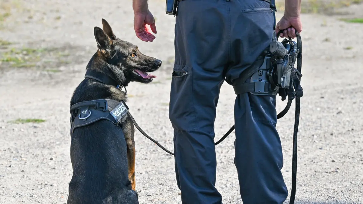 ARCHIV - 27.08.2024, Brandenburg, Potsdam: Ein Sprengstoffspürhund der Polizei ist während einer Übung im Einsatz. (zu dpa: «Vermisste 36-jährige Mutter: Suche weiterhin erfolglos») Foto: Patrick Pleul/dpa +++ dpa-Bildfunk +++