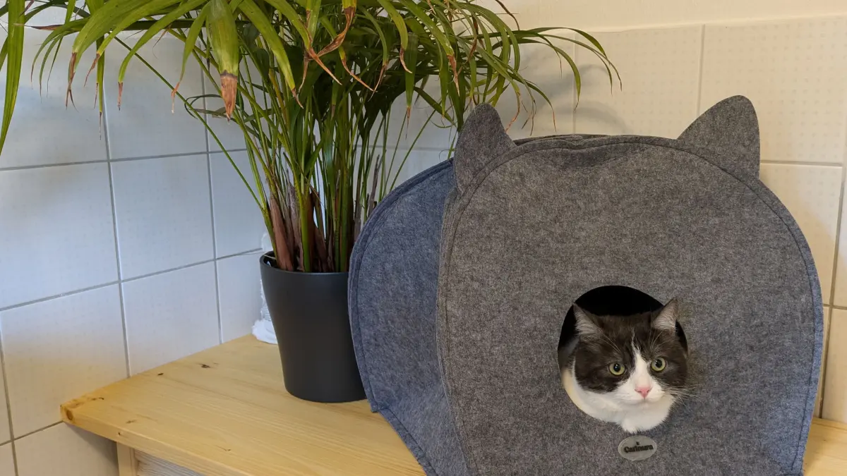 neue Katzenpension in Panketal, 25.10.24