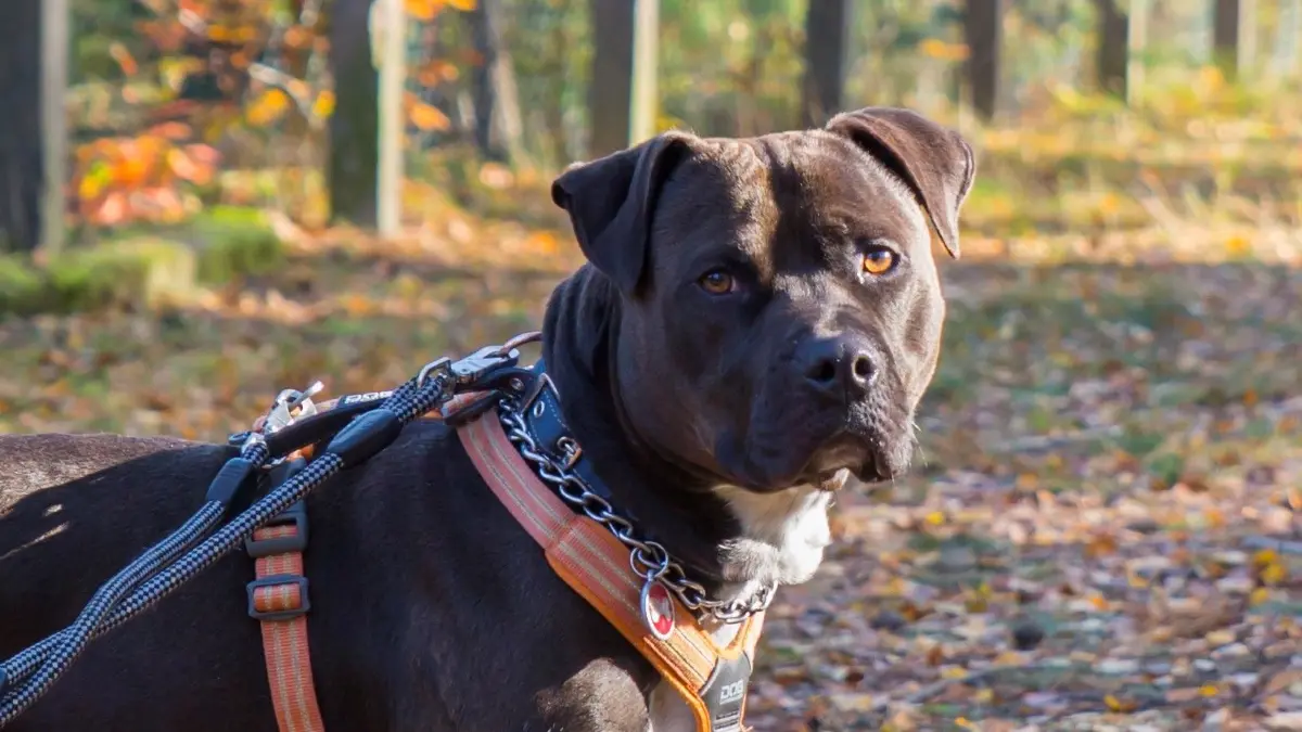 No-Name, ein junger American Staffordshire Terrier aus Kanada, aufgegriffen und untergekommen im Brandenburger Tierheim Märkisch Buchholz.