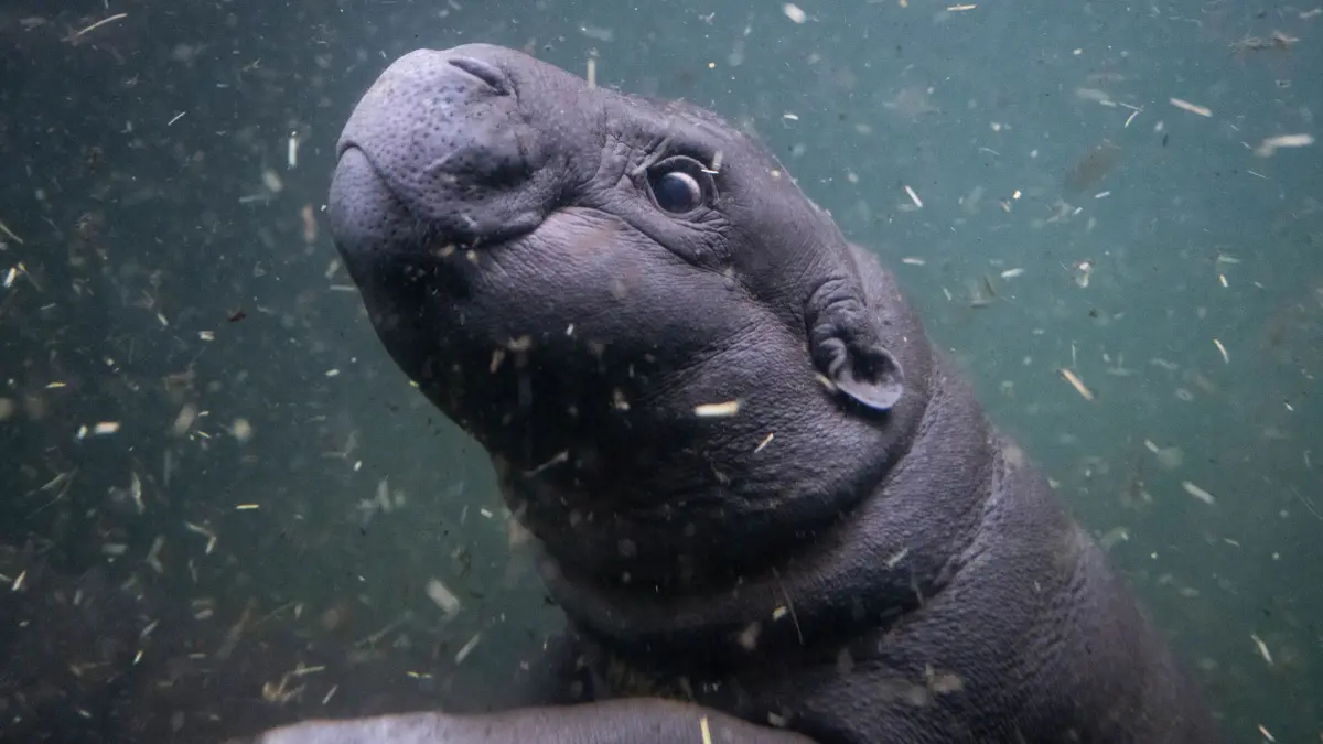 Flusspferd-Nachwuchs Toni geht auf ersten Tauchgang: 29.10.2024, Berlin: Toni, das kleine Zwergflusspferd aus dem Zoo Berlin, unternimmt ihren ersten Tauchgang vor Publikum im tieferen Becken der Innenanlage der Hippo Bay im Zoo. (zu dpa: «Toni auf Tauchgang - Mini-Zwergflusspferd im tiefen Wasser») Foto: Christophe Gateau/dpa +++ dpa-Bildfunk +++