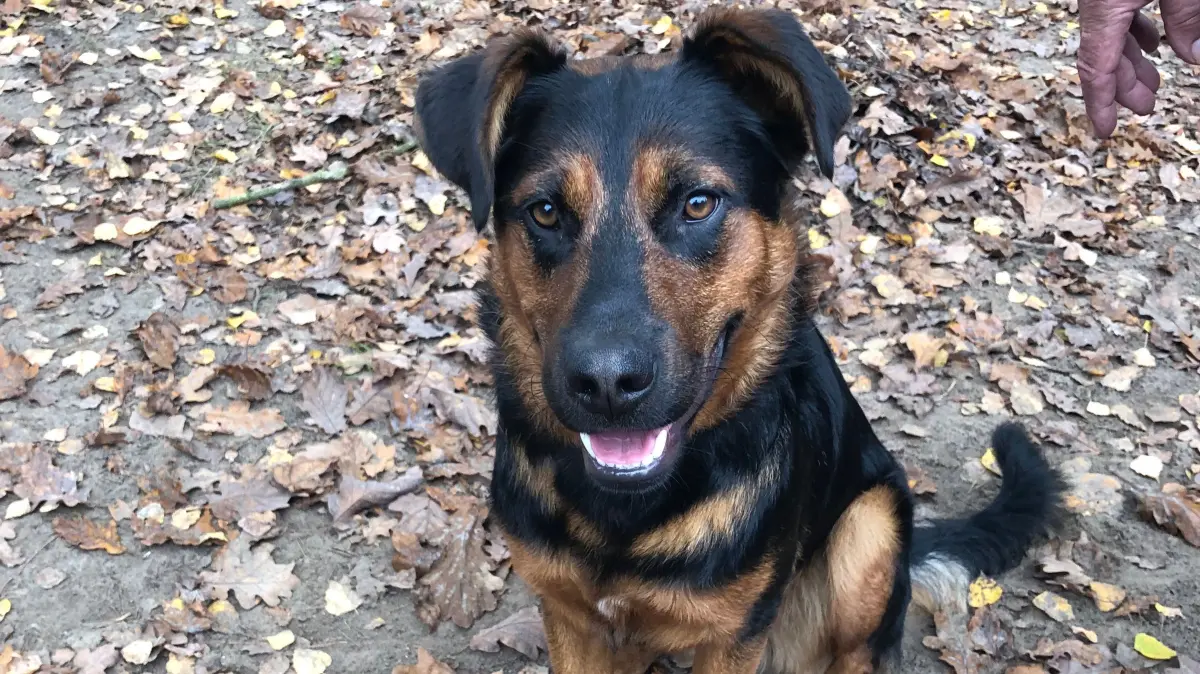 Freut sich auf eine neue Familie: Der anderthalbjährige Alfred, der mit drei weiteren Hündinnen im Sommer in Friedland verlassen eingefangen wurde, wartet im Tierheim Fürstenwalde auf neue Besitzer.