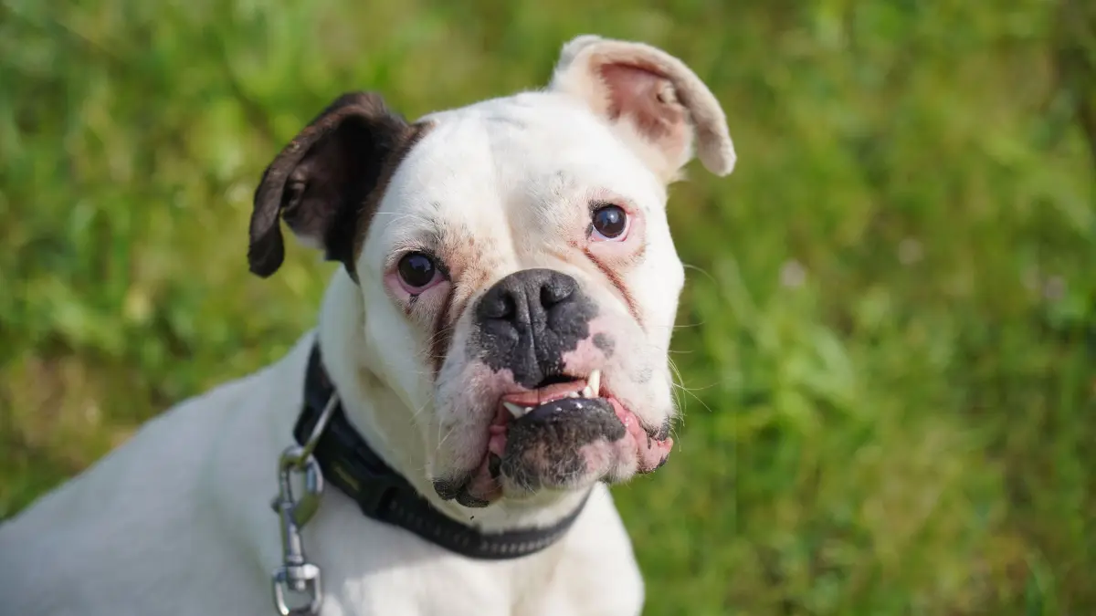 Tierheim: Milena ist eine circa drei Jahre alte Boxerhündin, die im Schwedter Tierheim Zuflucht fand.