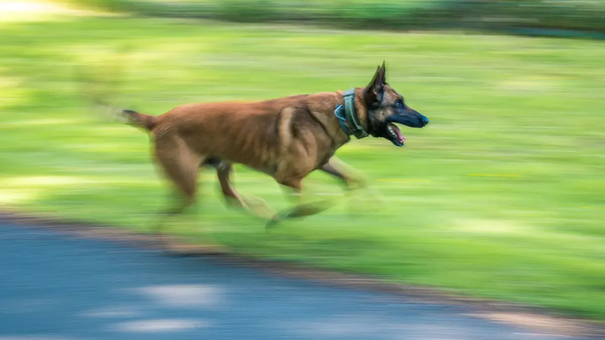 Polizeihund: ARCHIV - 27.05.2020, Niedersachsen, Rastede: Diensthund Surt, ein belgischer Schäferhund im Besitz des Landes Niedersachsen, trainiert mit seiner Diensthundeführerin. (Mitziehraufnahme mit einer längeren Belichtungszeit). Bei dem Zwischenfall in Ruppertsberg war auch ein belgischer Schäferhund beteiligt. (Archivbild) (zu dpa: «Sicherheitsstandards für Polizeihunde auf Prüfstand») Foto: Mohssen Assanimoghaddam/dpa +++ dpa-Bildfunk +++