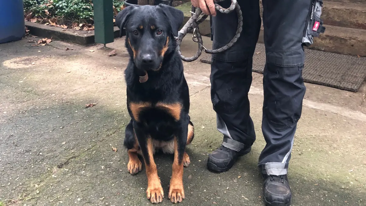 Hat ihren eigenen Kopf: Biene, ein anderthalbjähriger Mischling, gefunden mit drei anderen Hunden im Sommer in Friedland, wartet im Tierheim Fürstenwalde auf neue Besitzer.