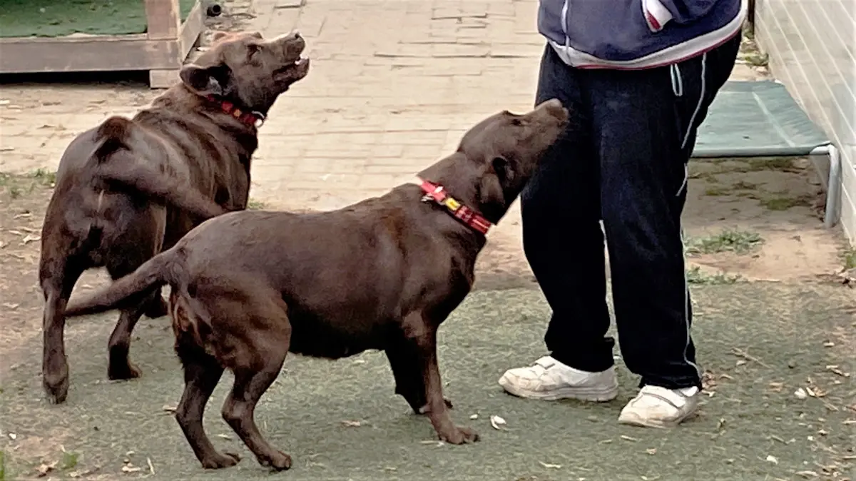 Müssen auf ihre alten Tage umziehen: die beiden schokoladenbraunen Labrador Retriever Boris (10) und Luna (8). Beide wohnen seit gut einer Woche im Tierheim an der Oderlandstraße in Eisenhüttenstadt.