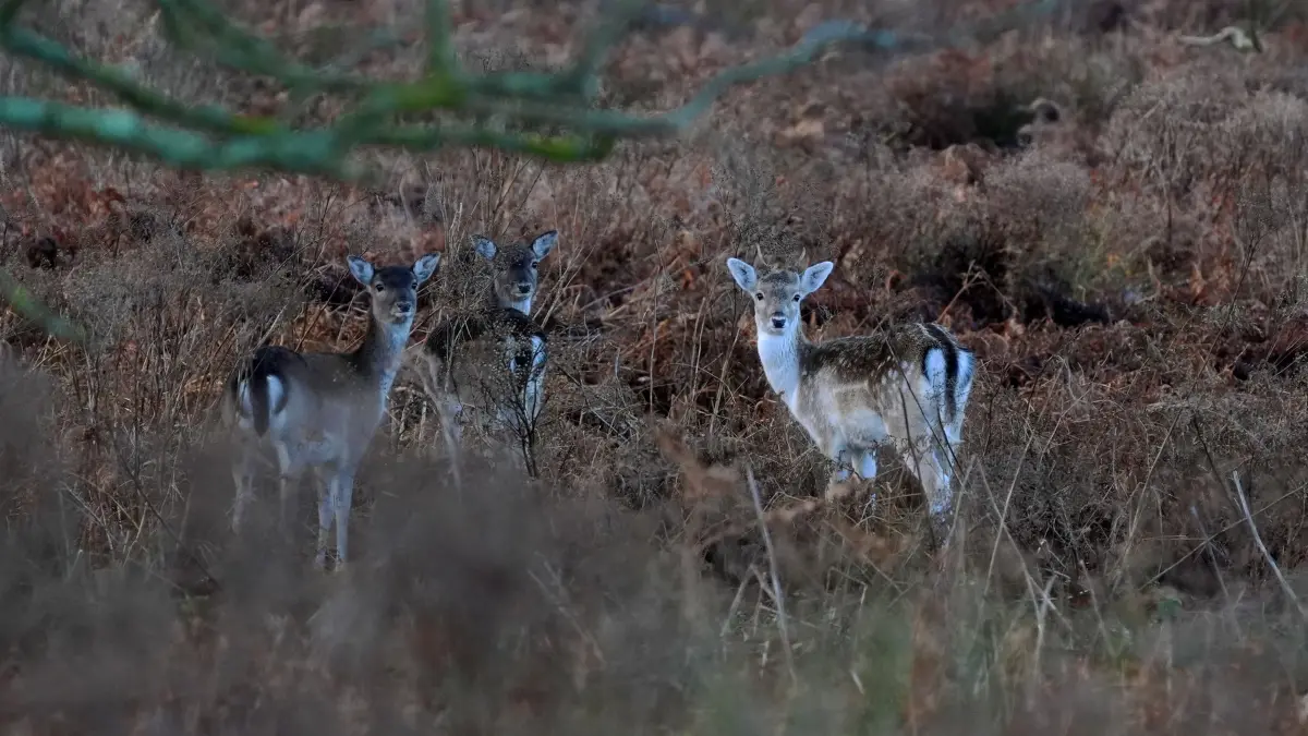Herbstwetter in England: 26.11.2024, Großbritannien, Ashford: Damwild aus einer Herde von rund 100 frei weidenden Tieren, die bis ins 17. Jahrhundert zurückverfolgt werden kann, genießt die frühen Morgenstunden, während sie durch den Hatch Park in der Nähe von Ashford, Kent, streifen. Foto: Gareth Fuller/PA Wire/dpa +++ dpa-Bildfunk +++