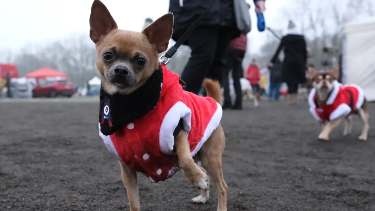 Wer sagt, dass Weihnachten nur etwas für Menschen sei? Festlich gekleideter Chihuahua auf einem Hunde-Weihnachtsmarkt in Leipzig (Archivbild).