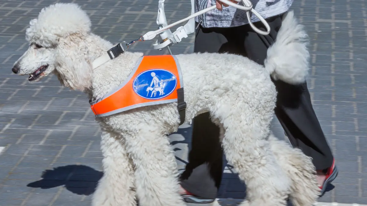 Die Assistenzhundeverordnung (AHundV) könnte einige Veränderungen für Hundehalter bedeuten.
