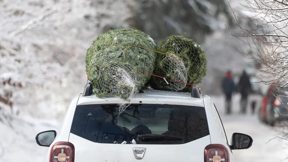 Zwei Nordmanntannen sind bei einem Weihnachtsbaum-Verkauf des Hessen Forsts, bei dem sich die Kunden die Bäume selbst aussuchen und ernten dürfen, auf ein Auto gespannt. +++ dpa-Bildfunk +++