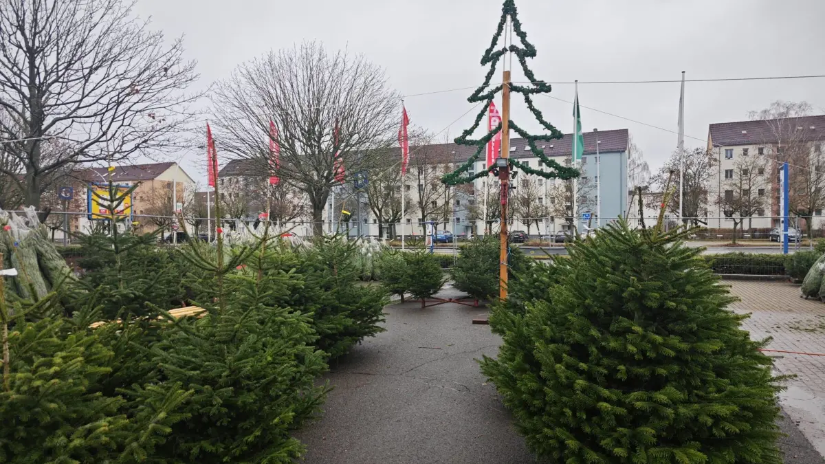 Weihnachtsbäume vor dem City Center in Eisenhüttenstadt. Hier gibt es Nordmanntannen, Blaufichten und mehr.