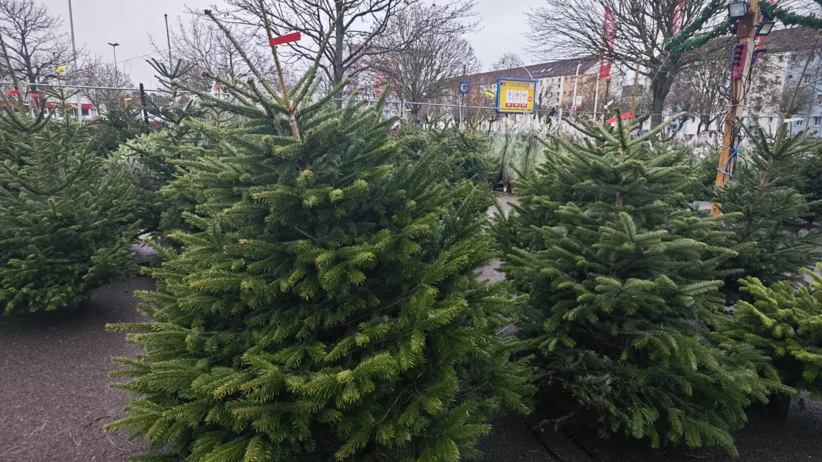 Verkaufsschlager Nordmanntanne und mehr - wo es in Eisenhüttenstadt Weihnachtsbäume gibt.