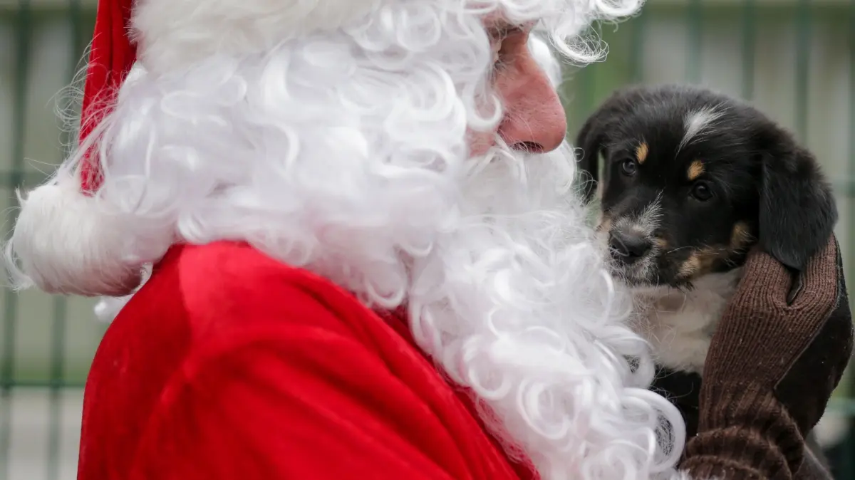 Meistens ein fataler Fehler: Der Weihnachtsmann bringt statt Spielzeug einen Hundewelpen zum Fest. (Symbolfoto)