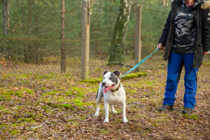 Hund Verliert Zähne Mit 7 Jahren Traurig, aber wahr: Hund Benny verliert geliebtes Herrchen per