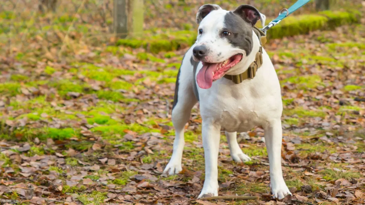 Ausgesetzt und ausgerechnet nahe einer Kita angebunden - American Staffordshire Terrier Hündin Mila. Wer die ehemaligen Besitzer sind, interessiert nicht nur das Tierheim Märkisch Buchholz.