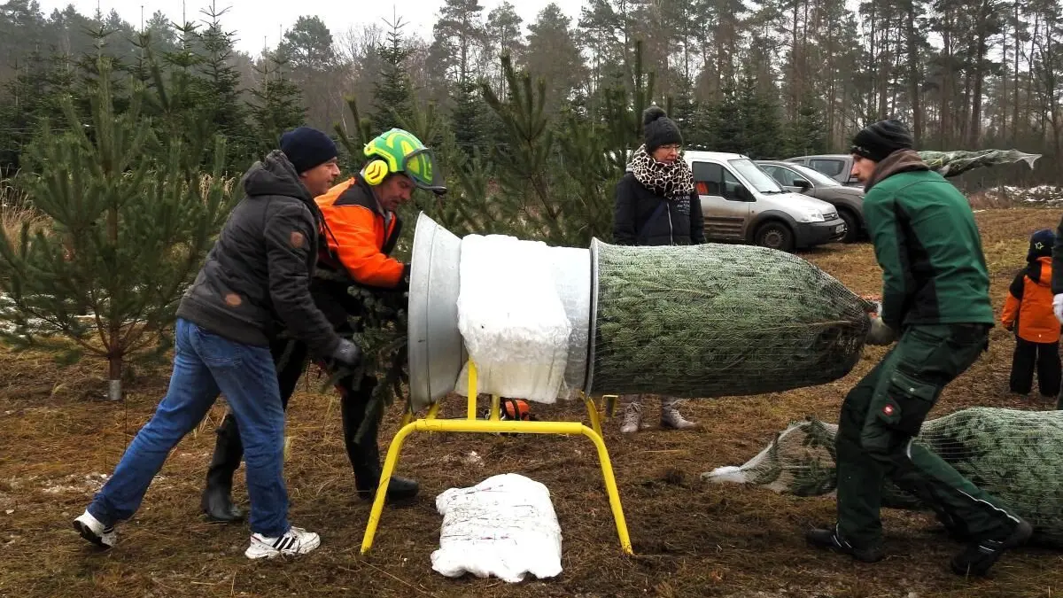 Das Weihnachtsbaumschlagen am Treppelpflaster bei Neuzelle (hier 2023) ist sehr beliebt.