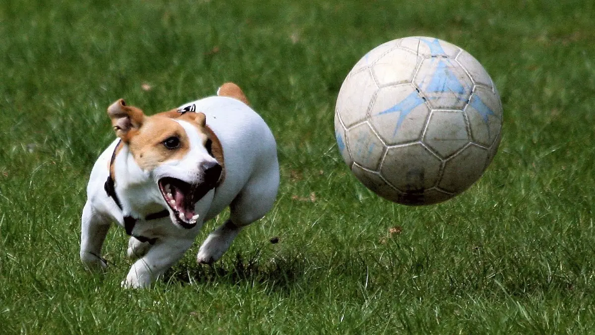 Auch Hunde lieben Fußball. Allerdings gibt es strenge Regelungen, ob ein Hund mit zum Sportplatz oder Stadion mitgehen darf.