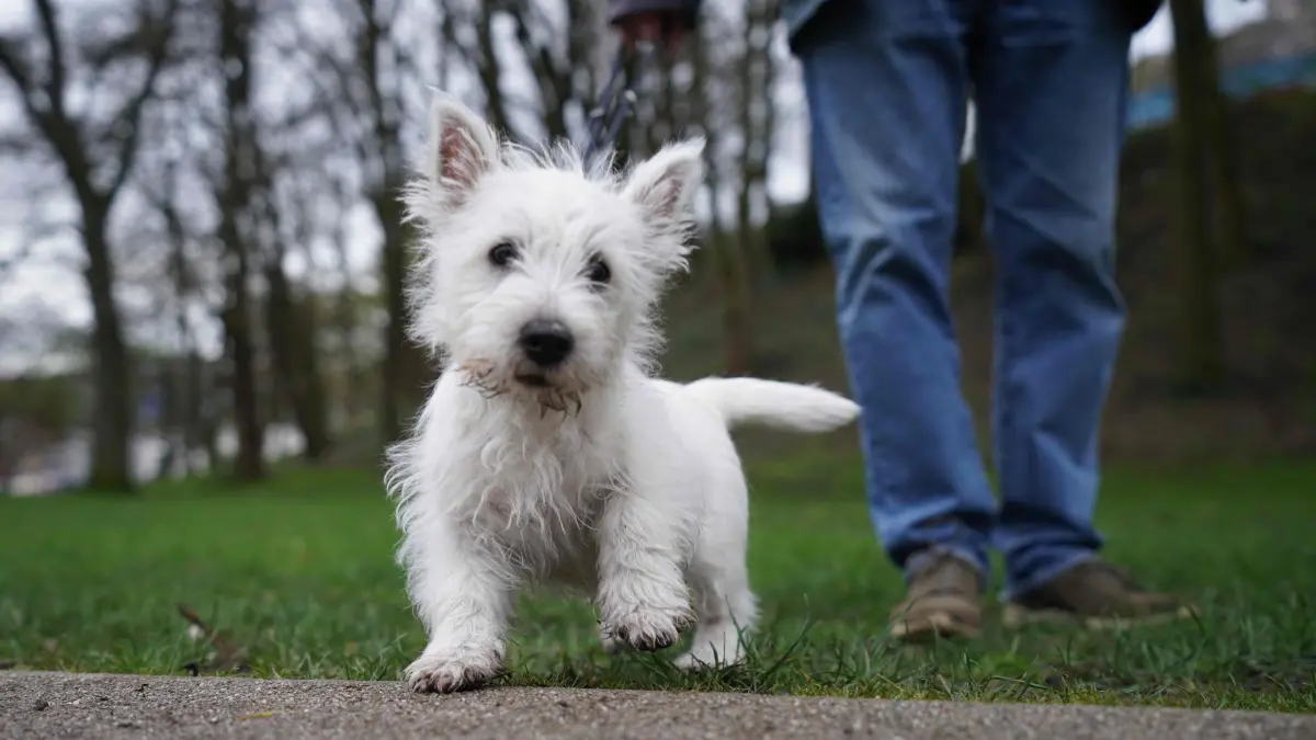 Der Welpe „Matteo“, ein West Highland White Terrier, steht in einem Park im Stadtteil St. Pauli. In Hamburg sind mittlerweile mehr als 100 000 Hunde registriert. Aus der Hundesteuer nahm die Hansestadt im vergangenen Jahr fast 5,4 Millionen Euro ein. (zu dpa „Nun mehr als 100 000 Hunde in Hamburg“) +++ dpa-Bildfunk +++