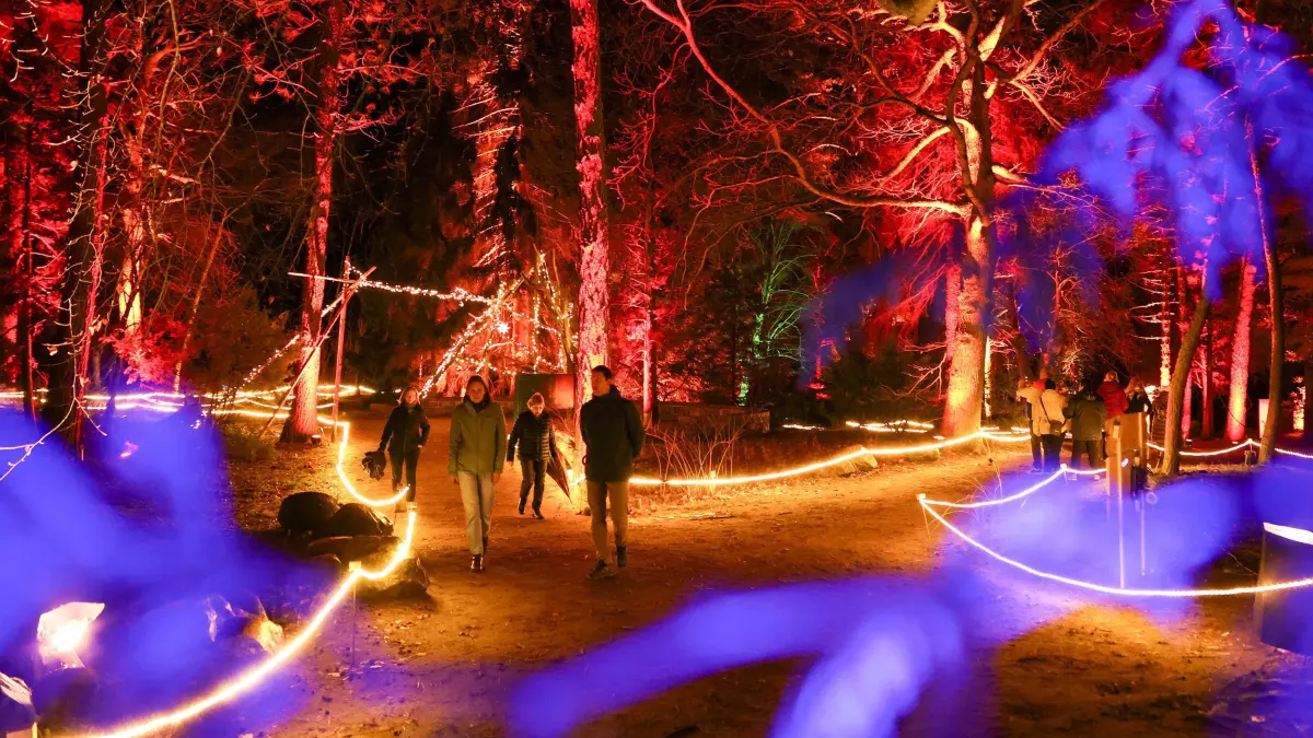 Waldweihnacht im magisch beleuchteten Forstbotanischen Garten: Trotz des Entsetzens nach dem Anschlag in Magdeburg sollen die Feste in Eberswalde und der Schorfheide wie geplant stattfinden.