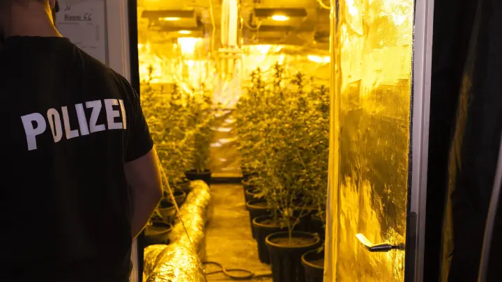 Illegale Cannabis-Plantage – Vater fleht vor Gericht um Gnade