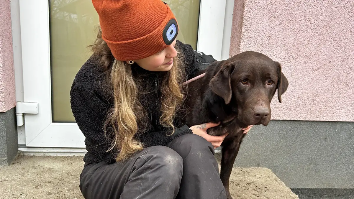 Sucht ein neues Zuhause: Der Labrador Maura. Tierheim-Mitarbeiterin Lisa-Marie Sommer hält die vierjährige Hündin.