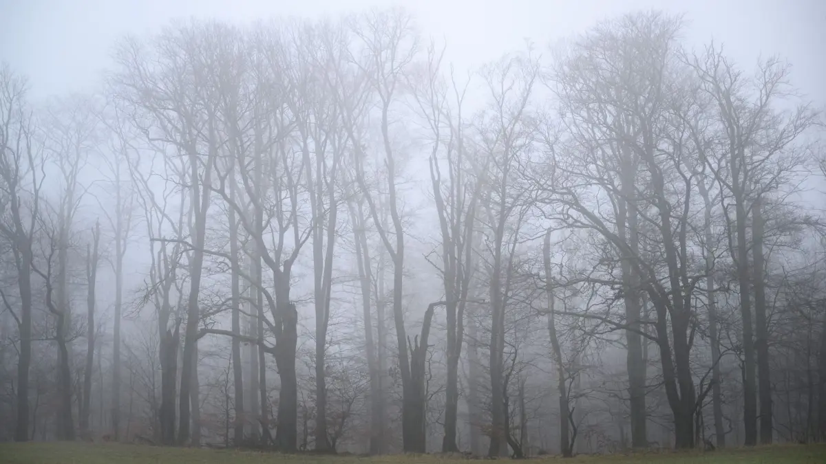 Jahresausblick im UNESCO-Biosphärenreservat Schorfheide: 16.01.2025, Brandenburg, Altkünkendorf: Nebel trübt die Sicht im Unesco-Weltnaturerbe «Buchenwald Grumsin», der im UNESCO-Biosphärenreservat Schorfheide-Chorin liegt. Am selben Tag fand ein Jahresausblick im UNESCO-Biosphärenreservat Schorfheide-Chorin statt. Vorgestellt wurden geplante Projekte im Bereich nachhaltiger Tourismus, regionale Wertschöpfung, Klimaschutz, Bildung für nachhaltige Entwicklung sowie regionaler Naturschutz. UNESCO Biosphärenreservate sind Regionen, in denen experimentell Methoden entwickelt werden, die einen Ausgleich zwischen den Bedürfnissen des Menschen und der Natur herstellen. Das 1990 gegründete UNESCO-Biosphärenreservat Schorfheide-Chorin ist mit 129.161 Hektar eines der größten Schutzgebiete Deutschlands. Im nord-östlichen Teil des Landes Brandenburg, größtenteils in der Uckermark und dem Barnim gelegen, umfasst es eine eindrucksvolle Kulturlandschaft mit rund 240 Seen, tausenden Mooren, ausgedehnten Wäldern, Wiesen und Äckern. (zu dpa: «Audioguide für Buchenwald Grumsin geplant») Foto: Patrick Pleul/dpa +++ dpa-Bildfunk +++