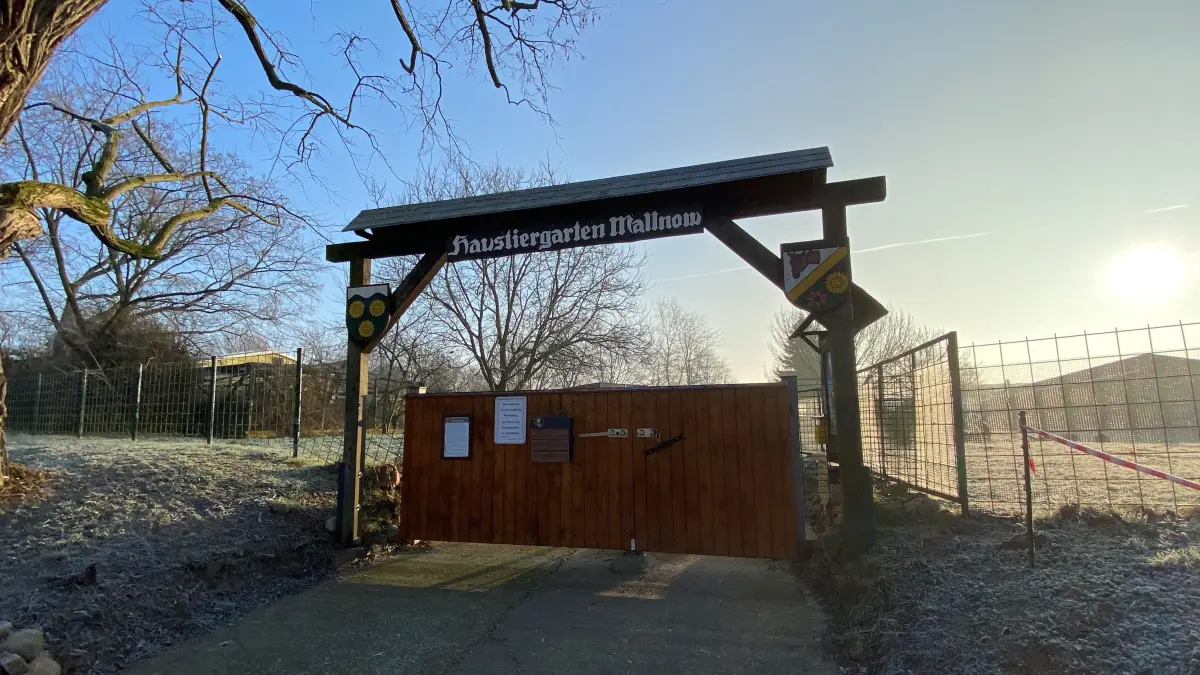 Der Ausbruch der Mauls- und Klauenseuche in Märkisch-Oderland beunruhigt auch das Team im Haustiergarten Mallnow – mit Konsequenzen für die Besucher.