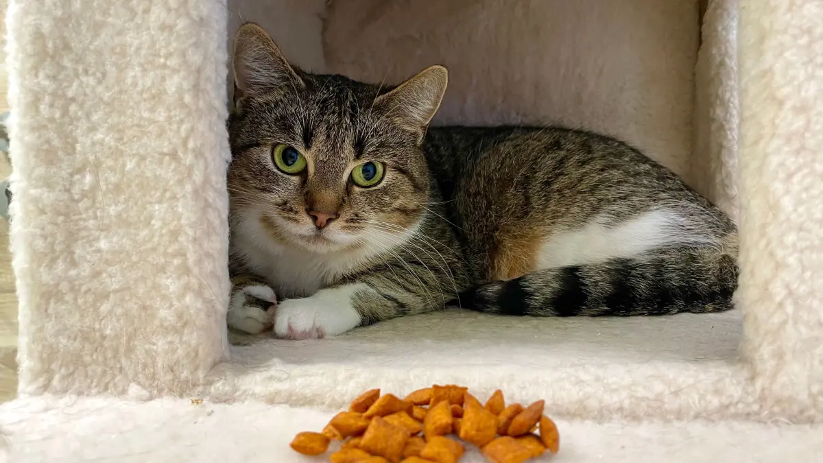 Europäisch-Kurzhaar Katze Vidia äugt misstrauisch. Die vermutlich in Freiheit geborene Katze wartet im Tierheim Märkisch Buchholz auf den nächsten Freigang.