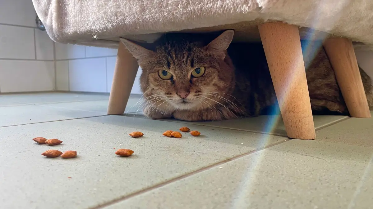 Auch Europäisch-Kurzhaar Katze Nyx traut dem Frieden vor ihrem Unterschlupf nicht. Das Futter von Tierpflegerin Kelis Reichenbach ignoriert sie geflissentlich.