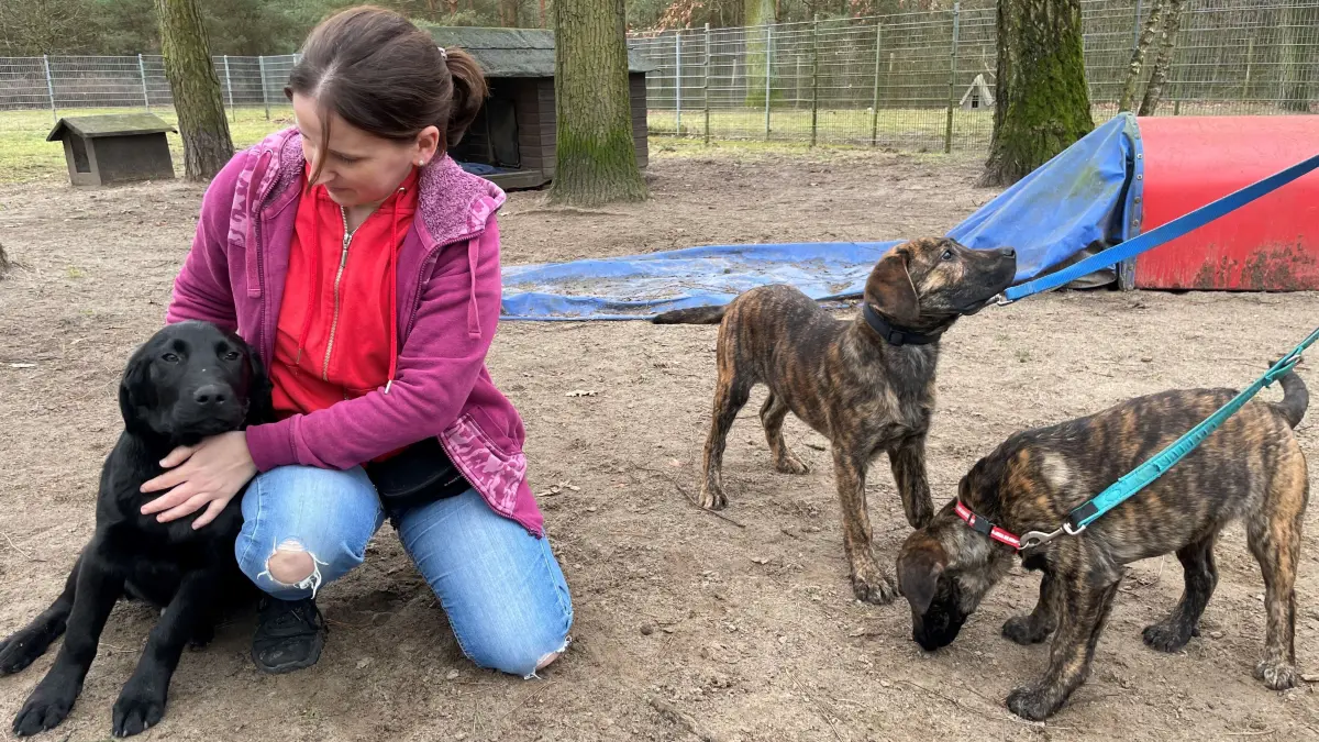Hunde gerettet: Das im Tierheim in Fürstenwalde nahm vier Welpen und ihre Mutter auf, nachdem sie vom Hof ihres Vorbesitzers befreit wurden. Jetzt kümmert sich Maureen Pichowsky und ihre Kollegen um die Welpen.