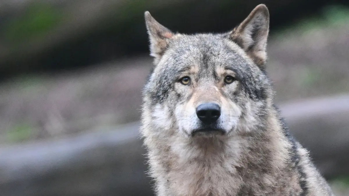 Wolf: ARCHIV - 24.01.2023, Baden-Württemberg, Cleebronn: ILLUSTRATION - Ein Wolf wartet in seinem Gehege auf Futter. (zu dpa: «CDU-Fraktion fordert Aufnahme des Wolfs ins Jagdrecht») Foto: Bernd Weißbrod/dpa +++ dpa-Bildfunk +++