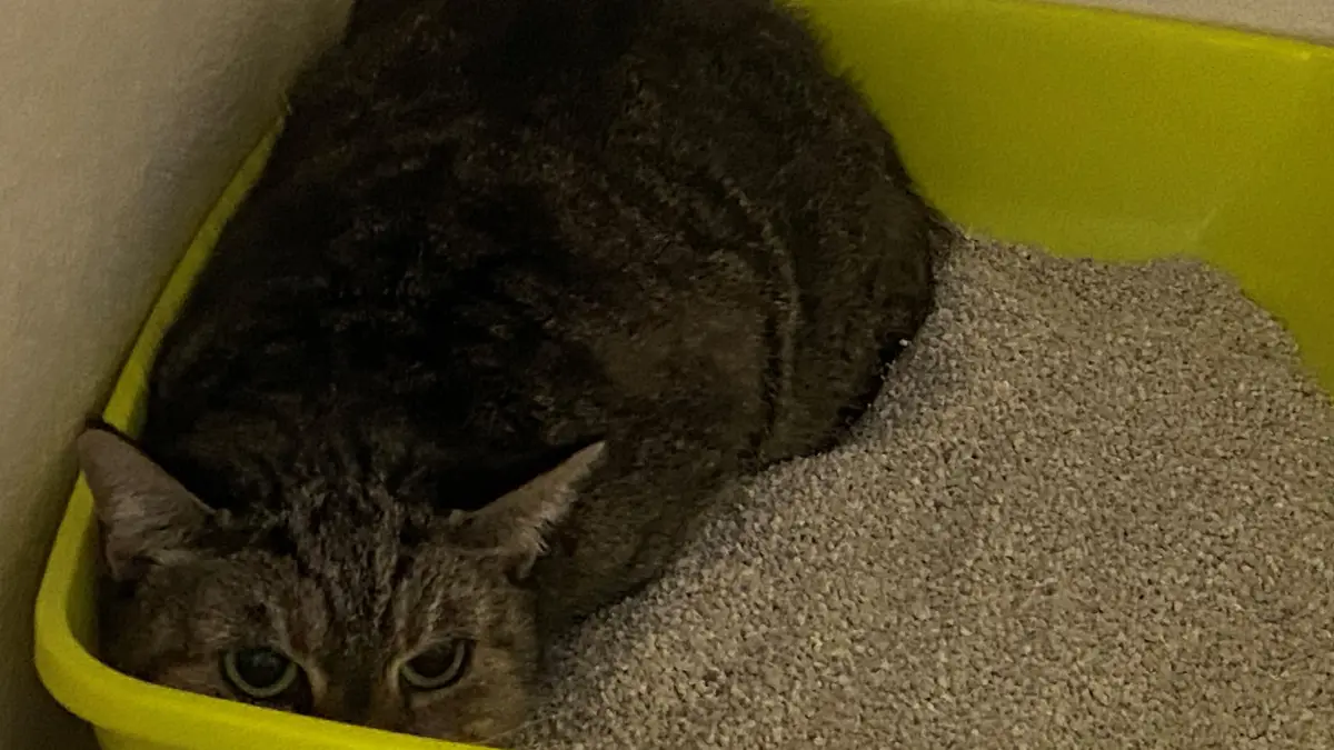 Ist noch sehr scheu: Katze Lilly drei Tage nach dem Brand am Pflaumenweg in Frankfurt (Oder)