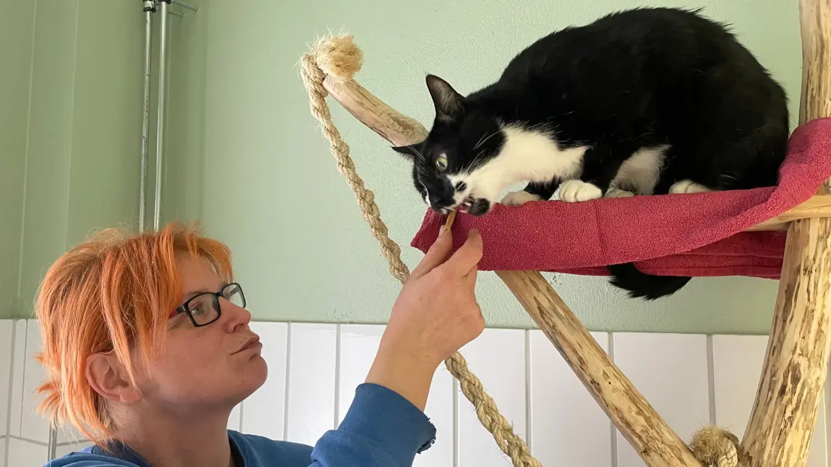 Wenn der Stress verarbeitet und Kater Stony ruhiger ist, frisst er auch. Ein Leckerli und Streicheleinheiten von Tierpflegerin Manuela Budich sind willkommen.