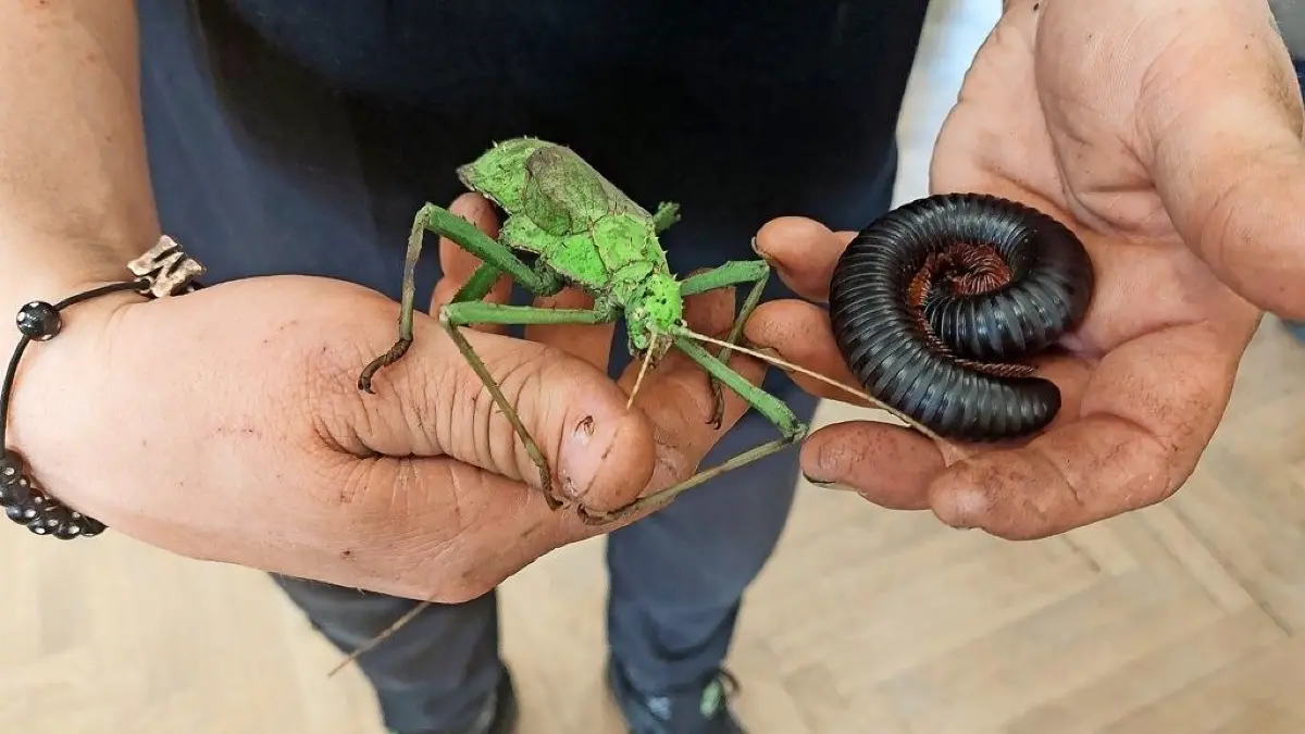 Ein Mitarbeiter hält eine Gespensterschrecke (links) und einen Tausendfüßler (rechts) in den Händen. Die gibt es unter anderem bei der Insekten-Ausstellung in Frankfurt (Oder) zu sehen.