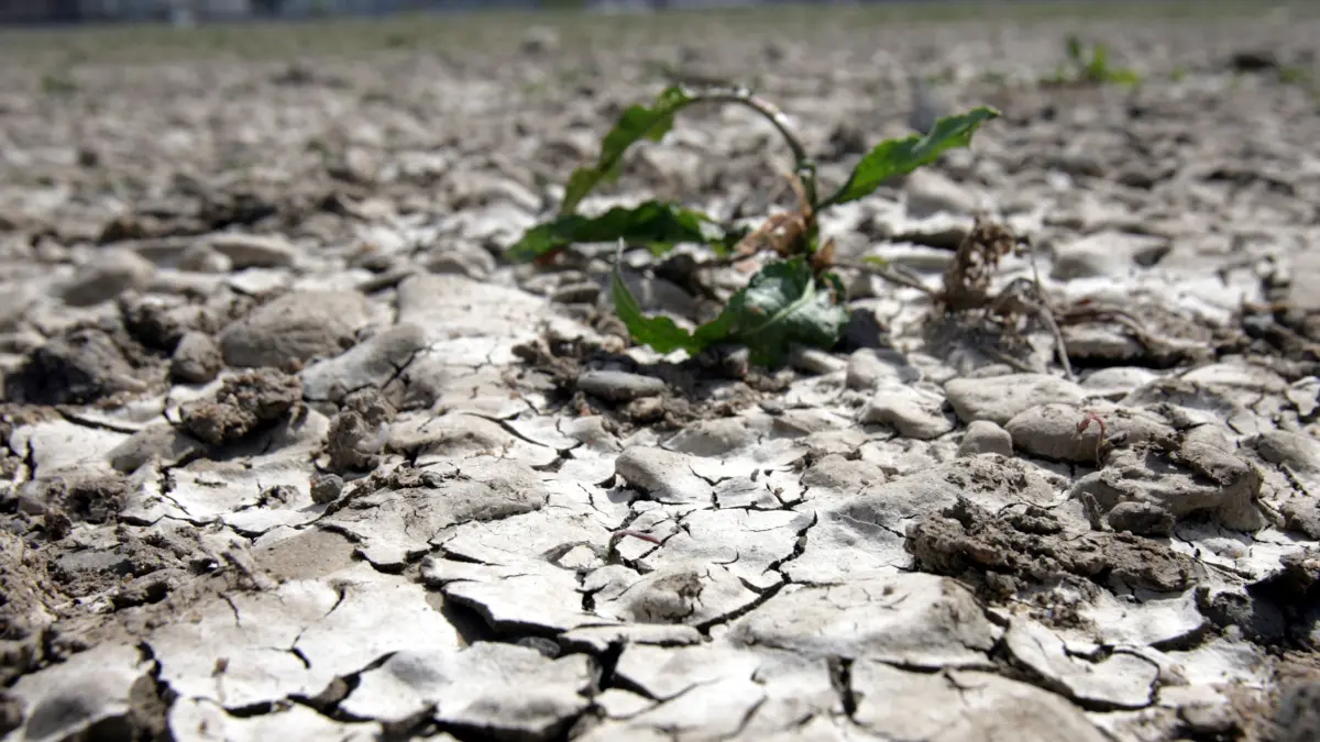 Ein vertrocknender Löwenzahn steht am Dienstag (24.04.2007) am Rheinufer in Düsseldorf auf rissiger Erde. Der Klimawandel birgt große Gefahren für die Gesundheit der Menschen in Deutschland. Vor allem die erwartete Zunahme von Hitzewellen könnte zu einer großen Anzahl von Todesfällen führen, teilte der Deutsche Wetterdienst am Dienstag in Berlin mit. Außerdem steigere starke UV-Strahlung das Hautkrebsrisiko, während andere Faktoren die Verbreitung von Infektionskrankheiten fördern könnten. Andere Folgen könnten starke, lokale Überschwemmungen, steigende Temperaturen, vor allem in Städten, Probleme in der Landwirtschaft sowie weniger Schneefall mit schlechteren Wintersportbedingungen sein. Foto: Federico Gambarini dpa/lnw +++ dpa-Bildfunk +++