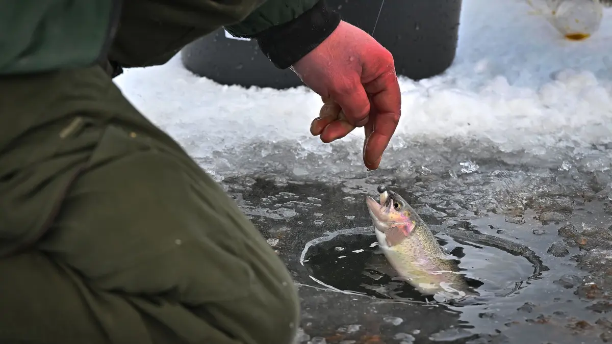Eisangeln in Tschechien: 15.02.2025, Tschechien, Vír: Bei frostigem Wetter ist das Eisangeln am am Vojtuv-Teich sehr beliebt. Die Eisstärke beträgt derzeit mehr als 15 Zentimeter. Hier wird eine Regenbogenforelle gefangen. Foto: Pavlíèek Lubo/CTK/dpa +++ dpa-Bildfunk +++