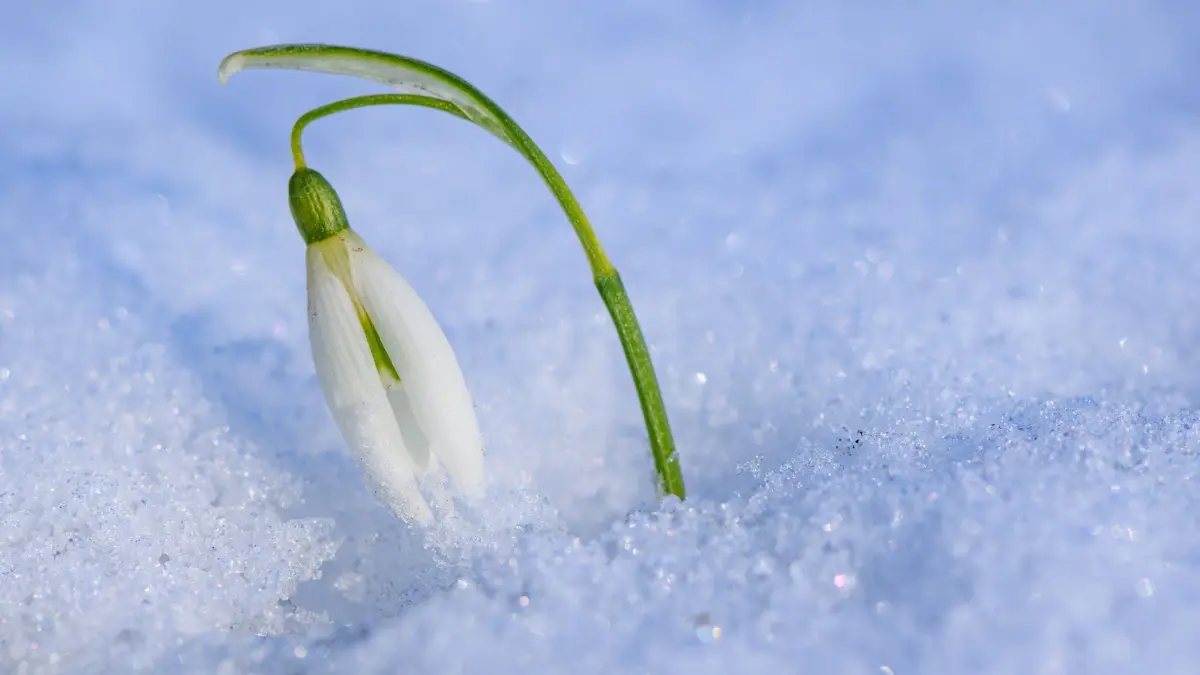 Schneeglöckchen: 19.02.2025, Brandenburg, Sieversdorf: Ein Schneeglöckchen schaut aus dem Schnee in einem Garten. Für das kommende Wochenende sagen die Meteorologen milde Temperaturen von 10 Grad Celsius vorher. Foto: Patrick Pleul/dpa +++ dpa-Bildfunk +++