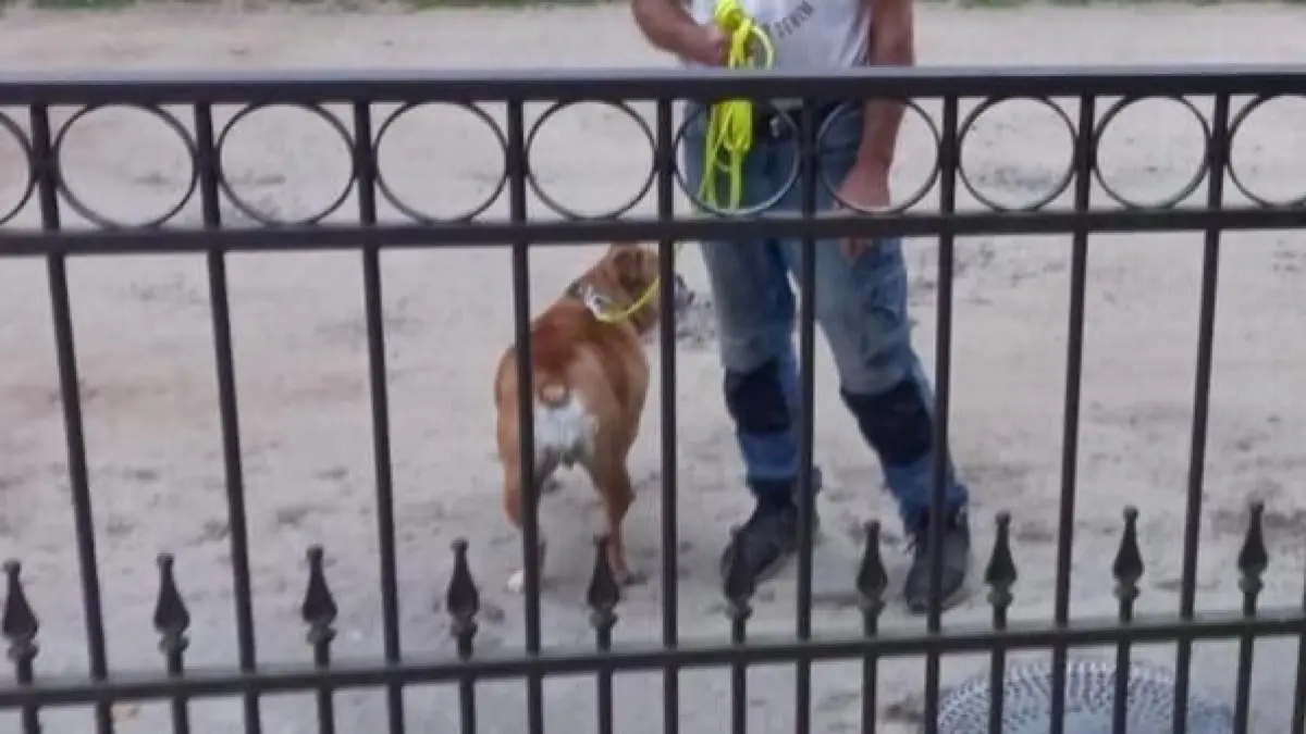 Hunde scharf gemacht: Dem Mann der Hundehalterin in Worin war nachgewiesen worden, dass er seine Nachbarn mit einem der Tiere bedroht hatte.