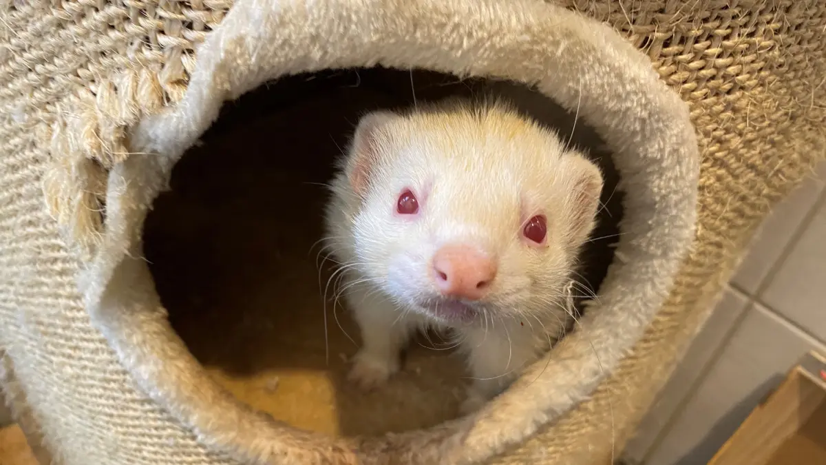 Das ist Frettchen Rüdiger: Er wartet zusammen mit seiner Hildegard im Tierheim am See in Eisenhüttenstadt auf ein neues Zuhause.