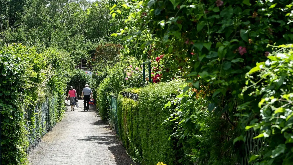 Tag der offenen Gärten: ARCHIV - 17.06.2022, Berlin: Die Gärten der Kleingartenkolonie Lindenhain in Schöneberg nehmen am "Tag der offenen Gärten" am 18. und 19. Juni 2022 teil. 48 Kleingärten werden hier am 19. Juni geöffnet sein. Insgesamt nehmen 118 Gärten in Berlin und Brandenburg teil. Die offenen Gärten sind eine gemeinsame Aktion der Initiative offene Gärten Berlin-Brandenburg und des Urania Vereins "Wilhelm Foerster" Potsdam. (zu dpa: «Kleingärtner sehen überteuerte Preise bei Pächterwechsel») Foto: Jens Kalaene/dpa +++ dpa-Bildfunk +++