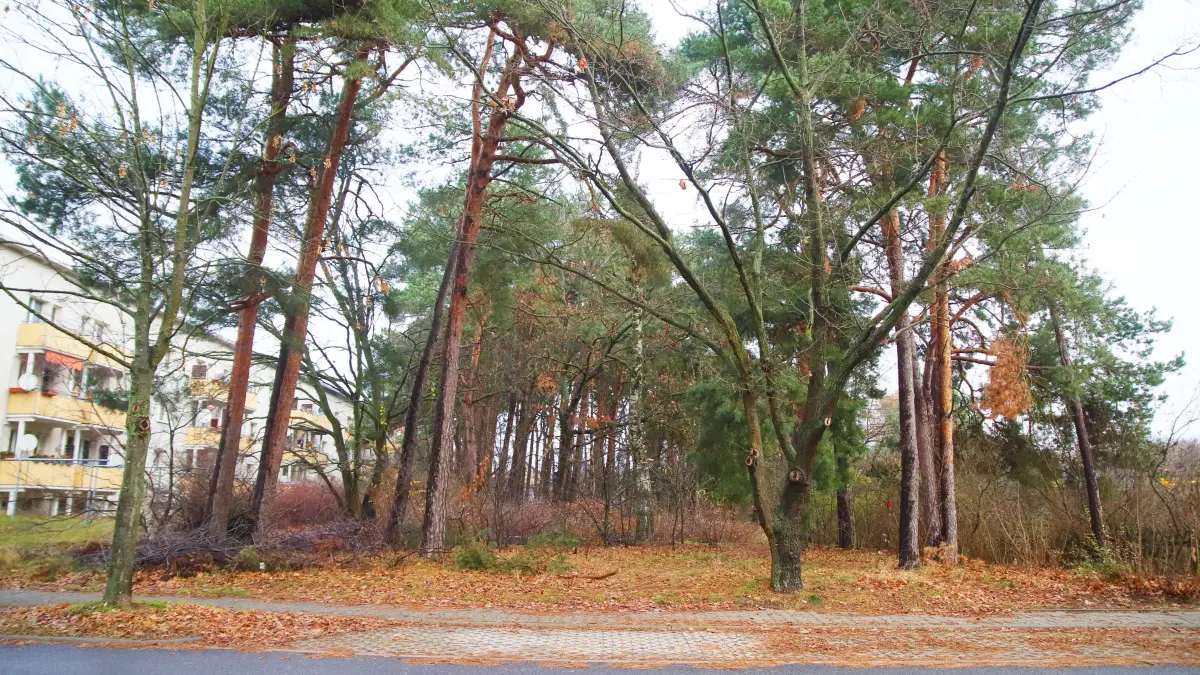 Diese an der Strandstraße in Wendisch Rietz mit Kiefern bepflanzte Grünanlage soll mit Baumhäusern versehen werden. In der Gemeinde ist man dagegen.