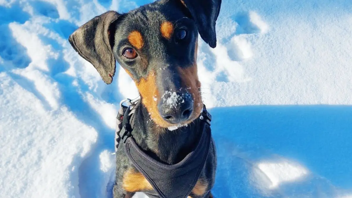Spielt gern im Schnee: die vierjährige Carly. Der Pinscher kam aus schlechten Verhältnissen aus einer Beschlagnahmung zum Tierheim am See in Eisenhüttenstadt.