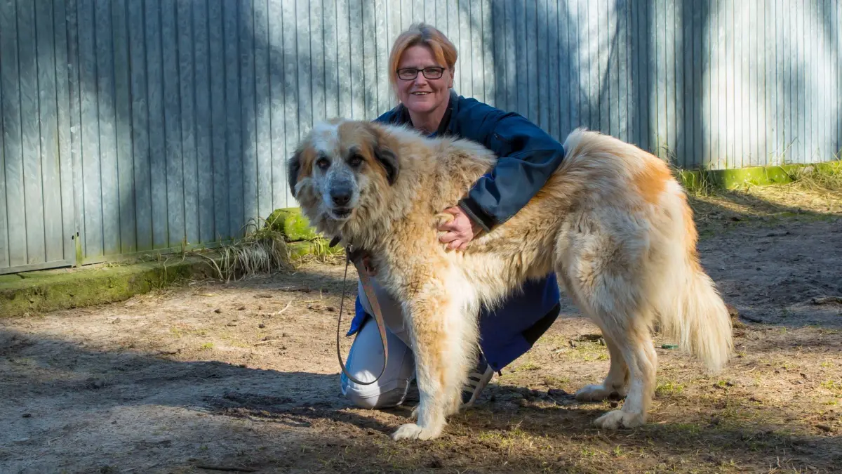 Aufgrund ihrer stattlichen Größe erhielt Venus im Tierheim Märkisch Buchholz den Namen der römischen Göttin der Liebe und Schönheit.