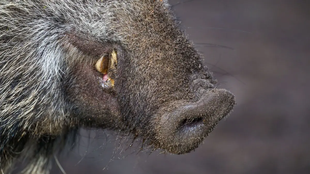Wildschwein: ARCHIV - 24.01.2025, Brandenburg, Groß Schönebeck: Die Schnauze mit den Hauern (Zähnen) eines Wildschweines, aufgenommen in einem Gehege im Wildpark Schorfheide. (zu dpa: «Afrikanische Schweinepest: Zehntausende Hektar abgesucht») Foto: Patrick Pleul/dpa +++ dpa-Bildfunk +++