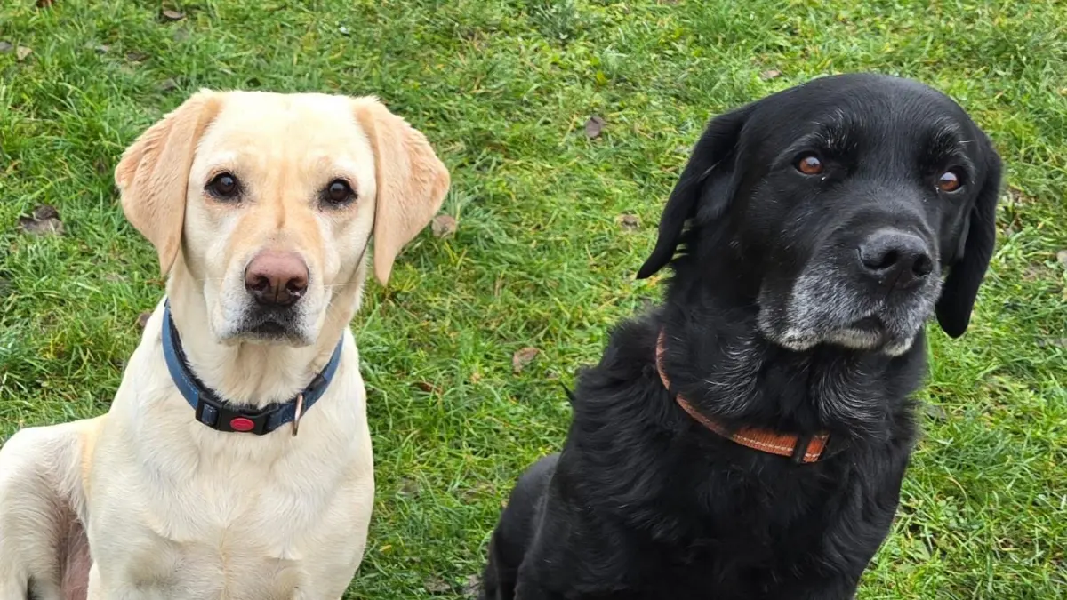 Mia und Tino, ein Labrador-Pärchen aus Tauche, entlief am 20. Februar. Wer sie gesehen hat, bitte melden - sie werden schmerzlich vermisst.