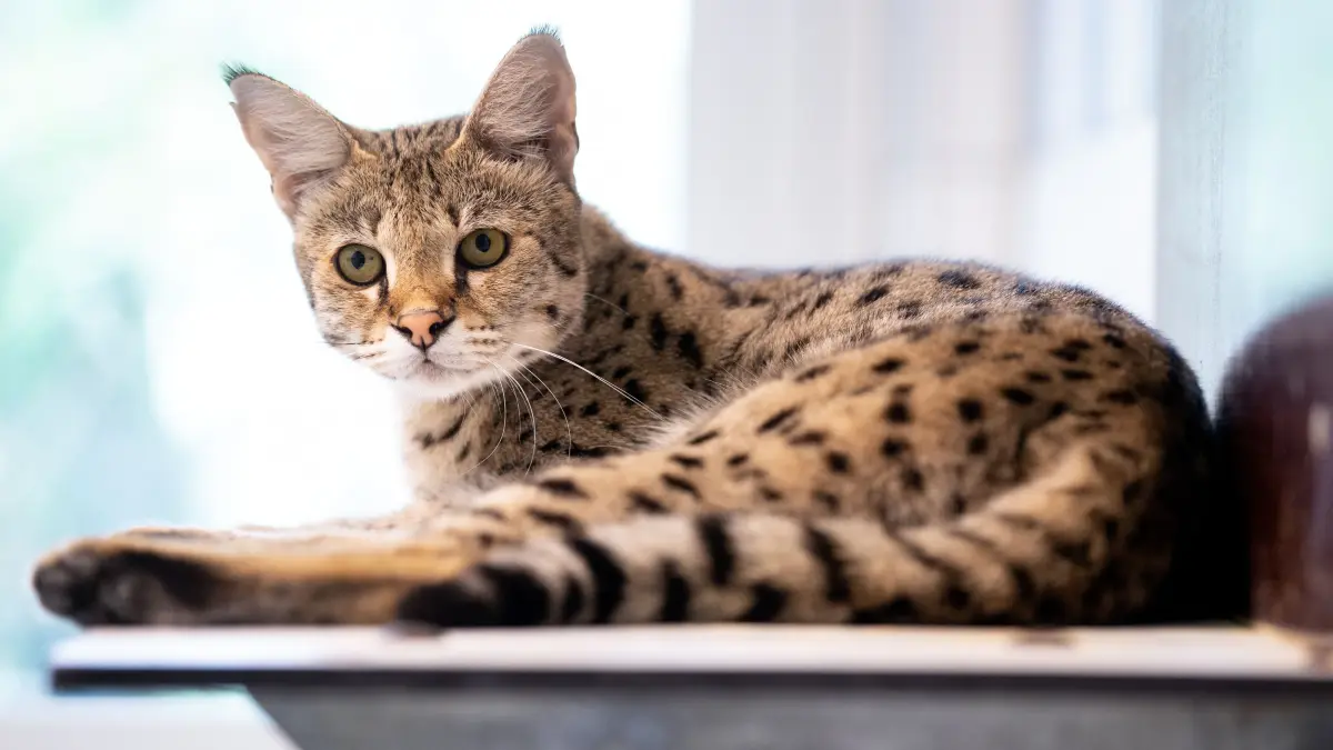Eine Savannah-Katze sitzt in der Auffangstation für Reptilien in ihrem Gehege. Kreuzungen aus Haus- und Wildkatze schreiten majestätisch daher und beeindrucken mit ihrem getigerten Fell. Die Savannah-Katze gilt als teuerste Katzenrasse der Welt.